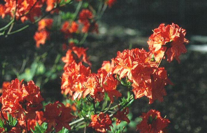 Azalea 'Saturnus'