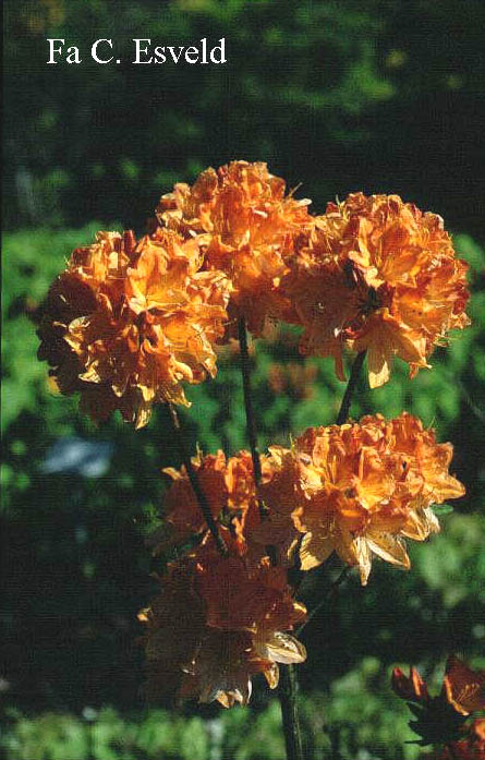 Azalea 'Koningin Emma'