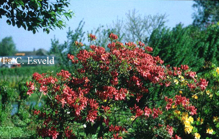 Azalea 'Elsie Pratt'