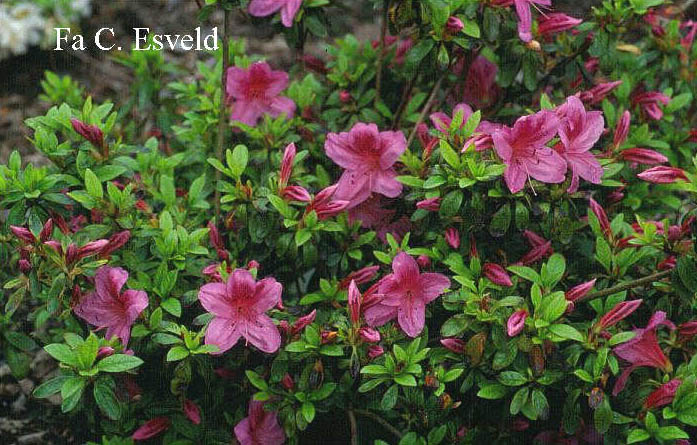 Azalea 'Gaiety'