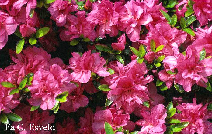 Azalea 'Edna Bee'