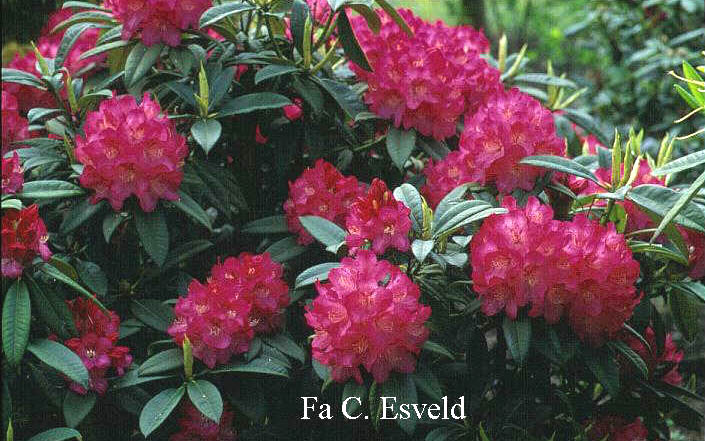 Rhododendron 'Karin Seleger'
