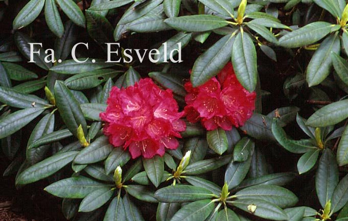 Rhododendron 'Anilin'