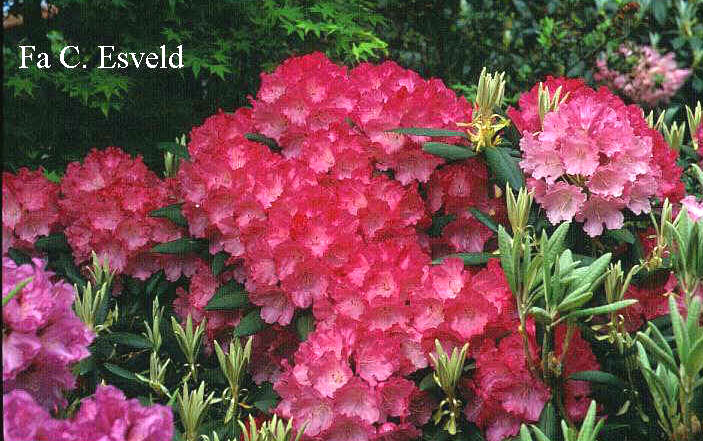 Rhododendron 'Ninotschka'