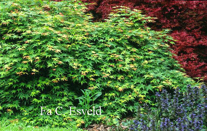 Acer palmatum 'Jiroh shidare'