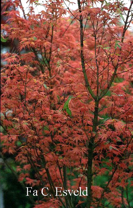 Acer palmatum 'Beni shichi henge'