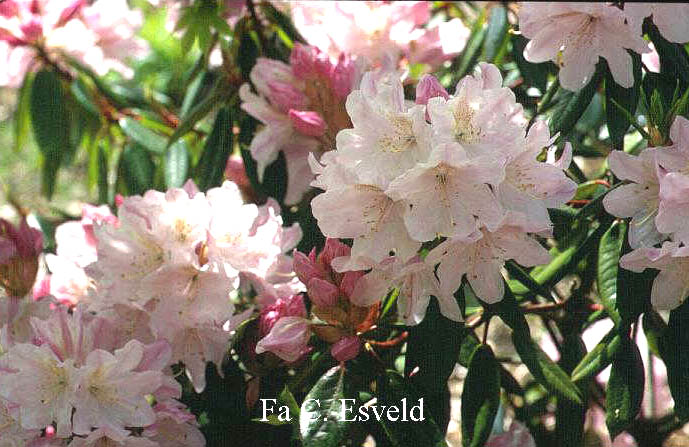 Rhododendron 'Redwood'