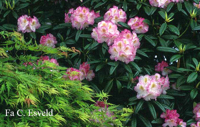 Rhododendron 'Brigitte'