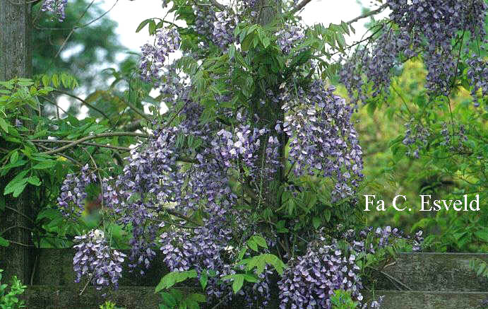 Wisteria floribunda 'Domino' (Issai)