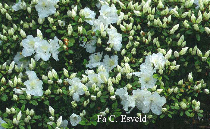 Azalea 'Everest'