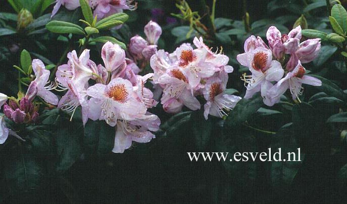 Rhododendron 'Mrs. T.H. Lowinsky'