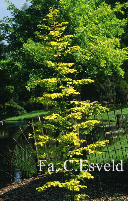 Metasequoia glyptostroboides 'Ogon' (GOLDRUSH)