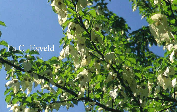 Davidia involucrata