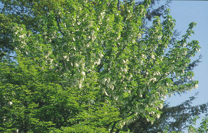 Davidia involucrata