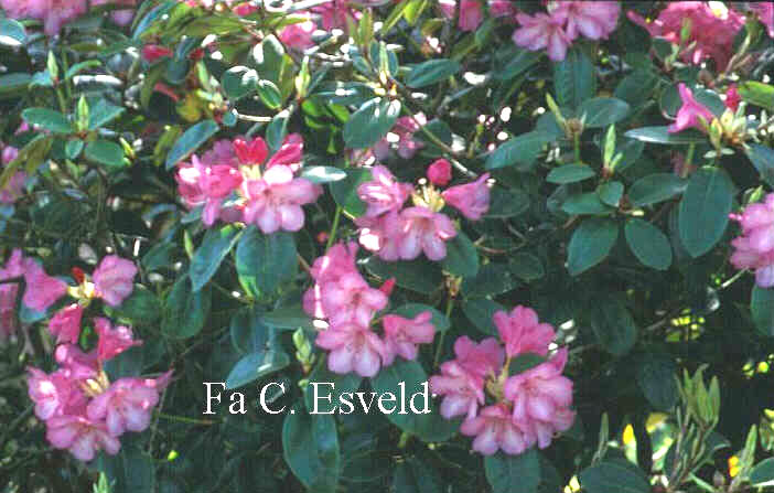 Rhododendron 'Moerheim's Pink'