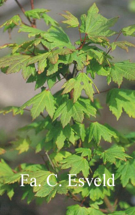 Acer circinatum 'Victoria'