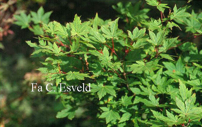 Acer sieboldianum 'Isis'