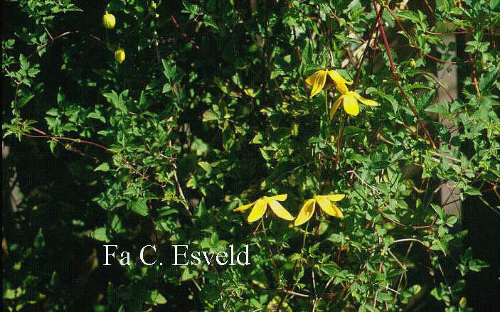 Clematis 'Kugotia' (GOLDEN TIARA)