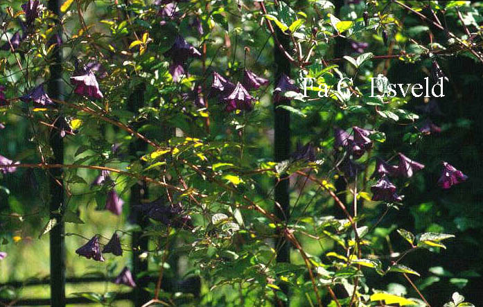 Clematis viticella