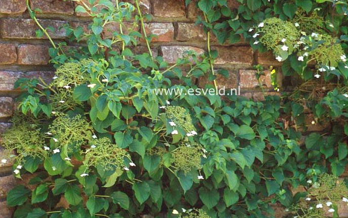 Hydrangea anomala petiolaris