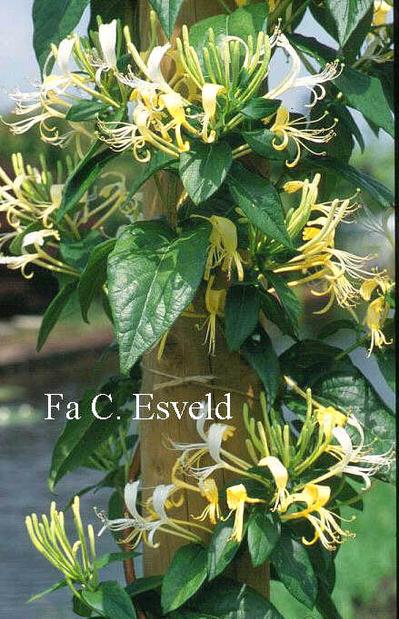 Lonicera similis var. delavayi