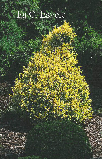 Buxus sempervirens 'King Midas'