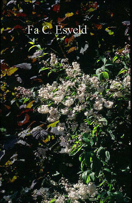 Deutzia scabra 'Codsall Pink'