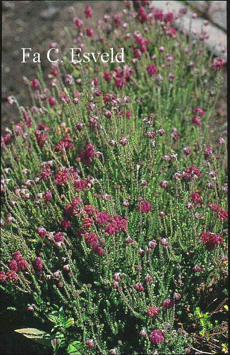 Erica tetralix 'Con Underwood'