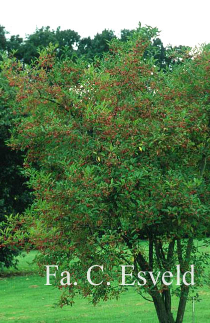 Euonymus hamiltonianus maackii