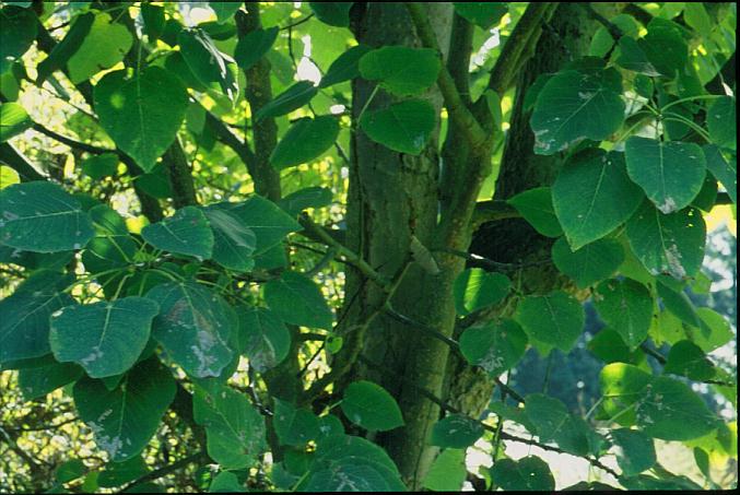 Populus wilsonii