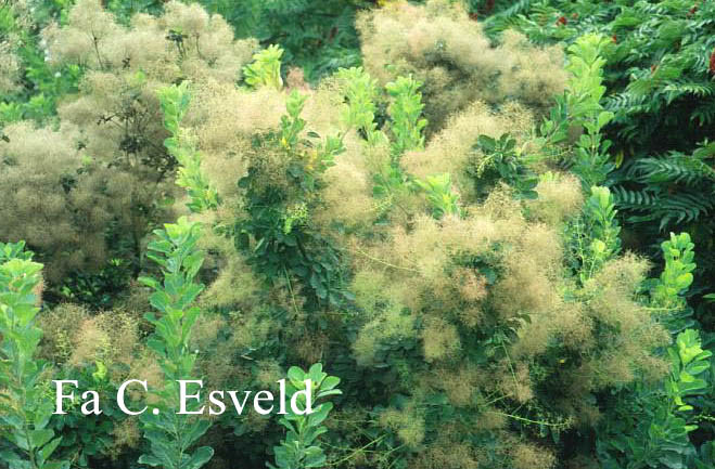 Cotinus coggygria