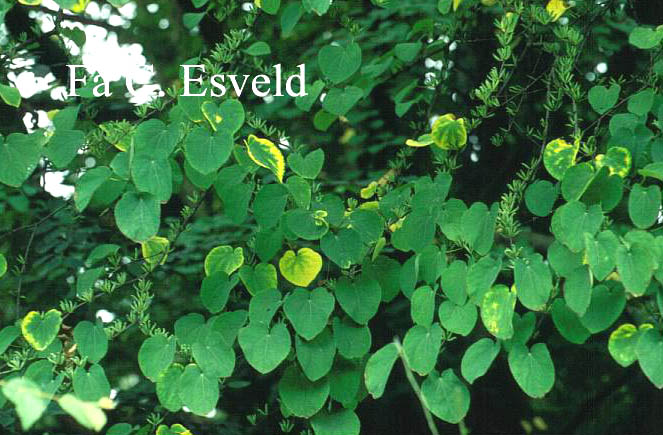 Cercidiphyllum japonicum