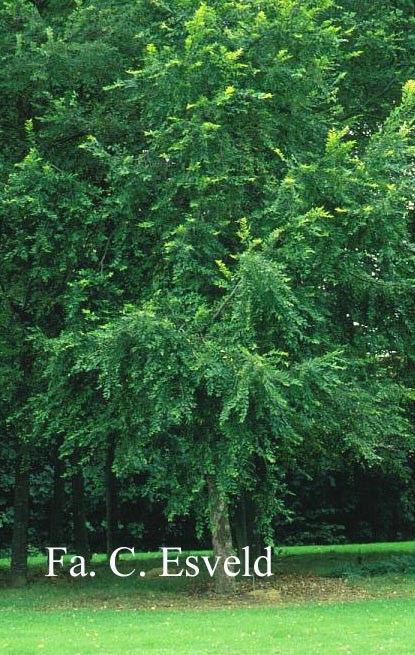 Nothofagus obliqua