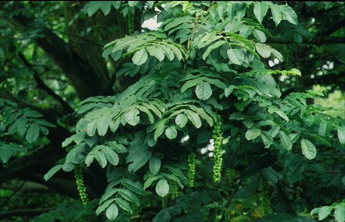 Pterocarya fraxinifolia