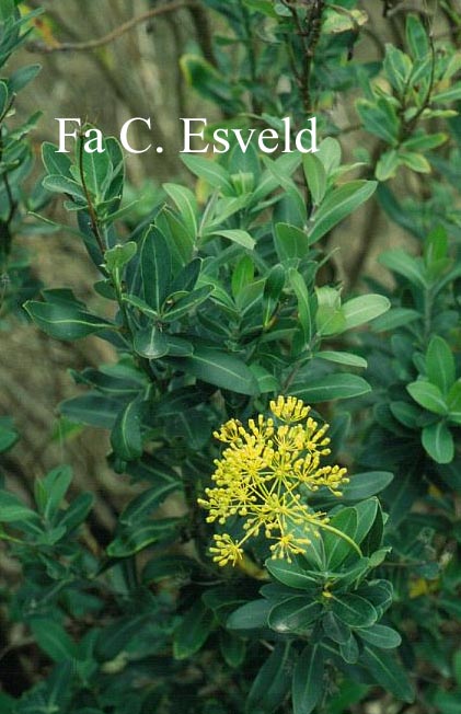 Bupleurum fruticosum