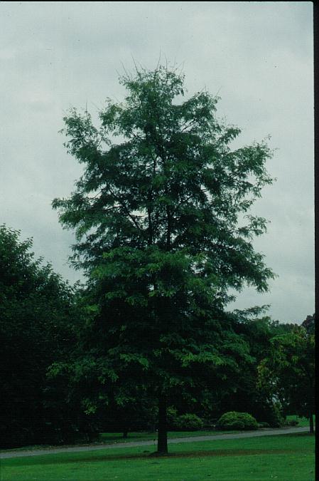 Gleditsia triacanthos