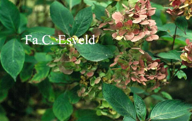 Hydrangea serrata acuminata