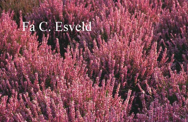 Calluna vulgaris 'Marleen'