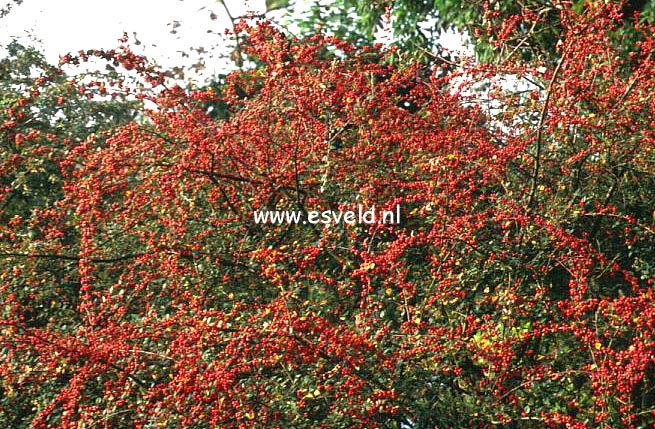 Cotoneaster dielsianus