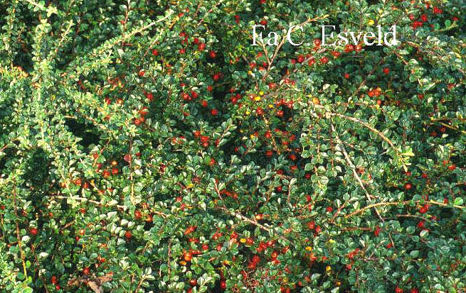 Cotoneaster nanshan 'Boer'