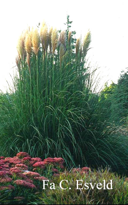 Cortaderia selloana