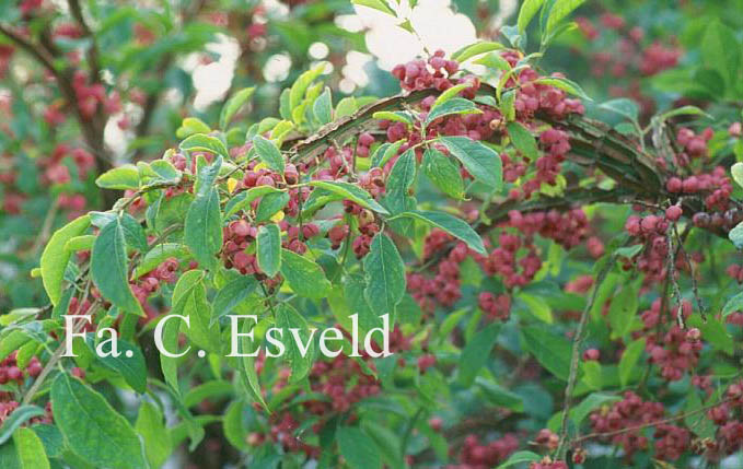 Euonymus phellomanus