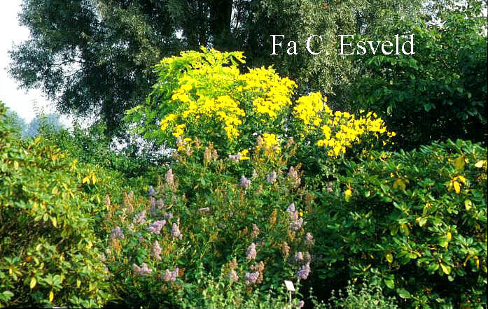 Silphium perfoliatum