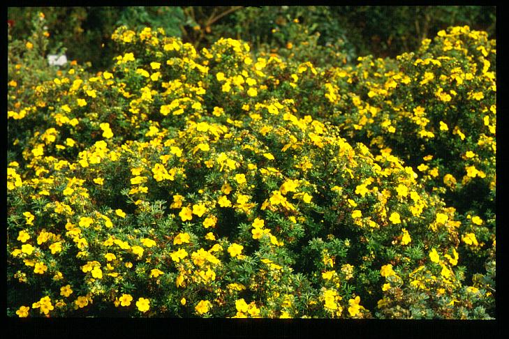 Potentilla fruticosa 'Goldfinger'