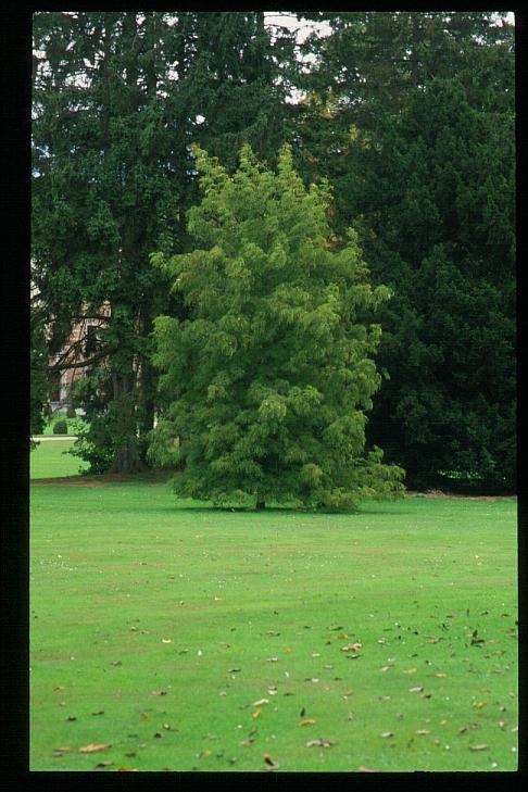 Juglans nigra 'Laciniata'