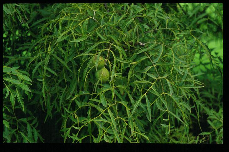 Juglans nigra 'Laciniata'