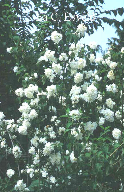 Philadelphus 'Schneesturm'