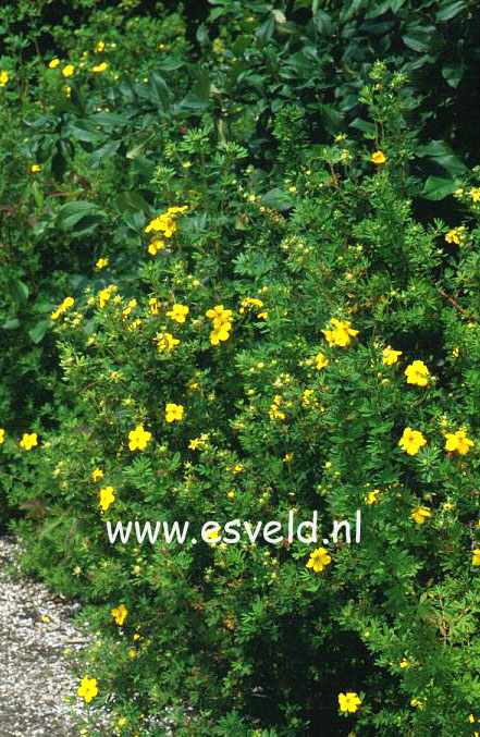 Potentilla fruticosa 'Gold Drop'