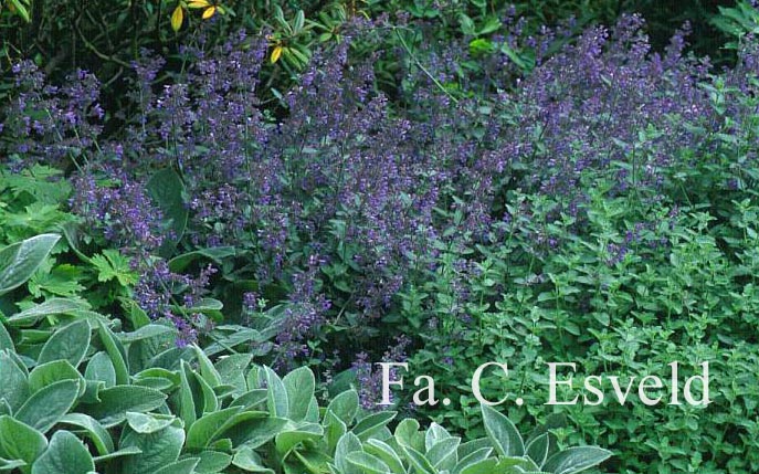 Nepeta 'Six Hills Giant'