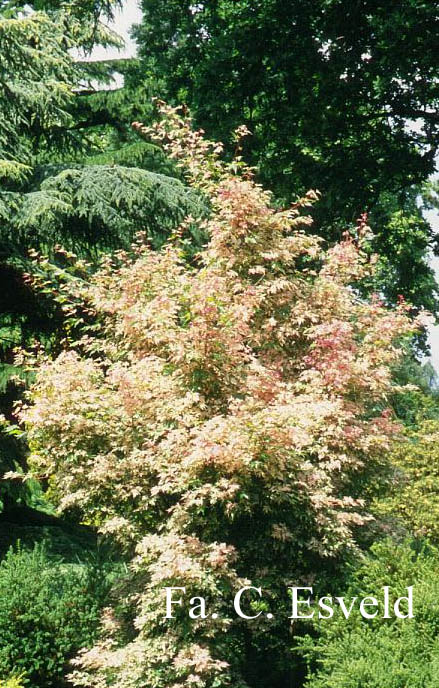 Acer palmatum 'Asahi zuru'